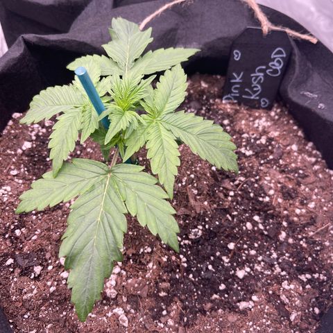 Pink Kush 2 growlog timeline photo