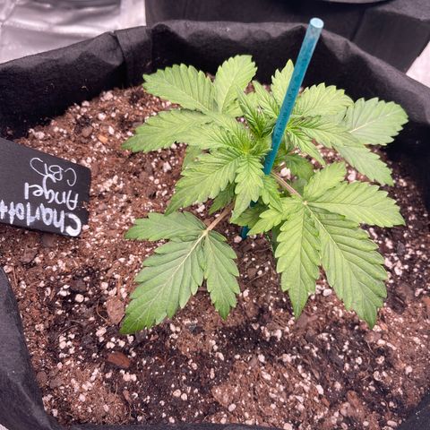 Charlottes Angel CBD Auto growlog timeline photo