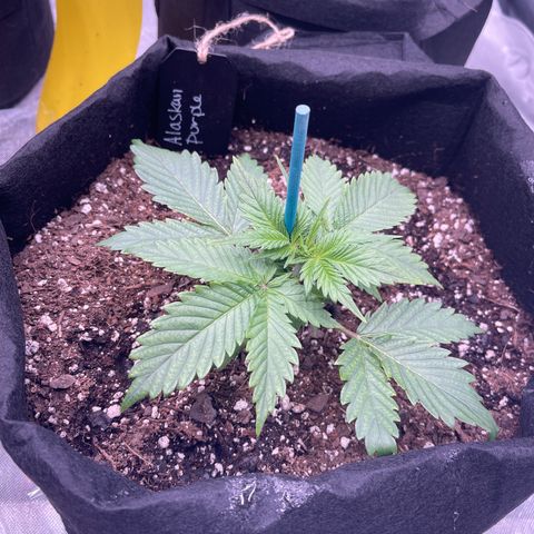 Alaskan Purple Auto growlog timeline photo
