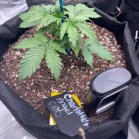 Charlottes Angel CBD Auto growlog timeline photo
