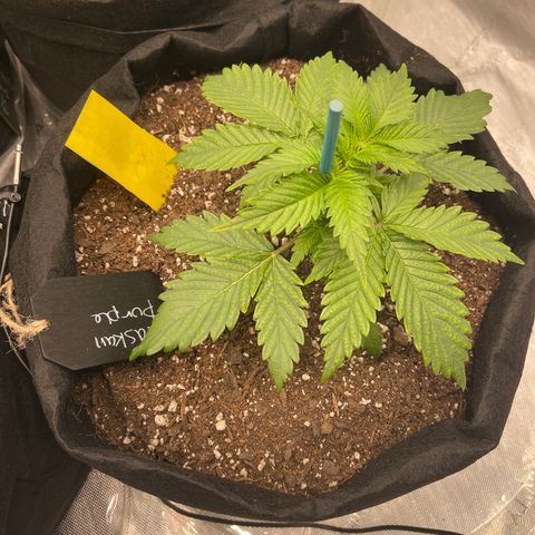 Alaskan Purple Auto growlog timeline photo
