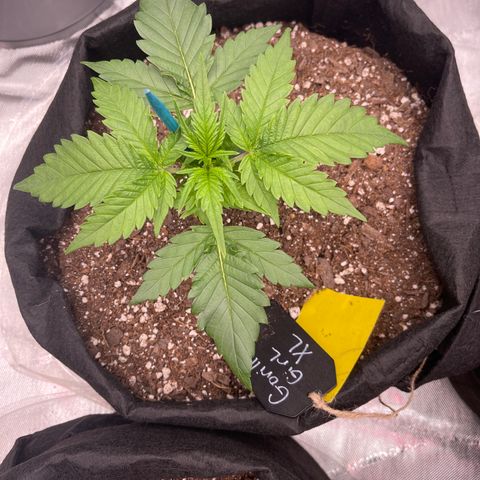Gorilla Girl XL Auto growlog timeline photo