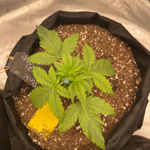 Pink Kush 2 growlog timeline photo