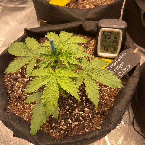 Charlottes Angel CBD Auto growlog timeline photo