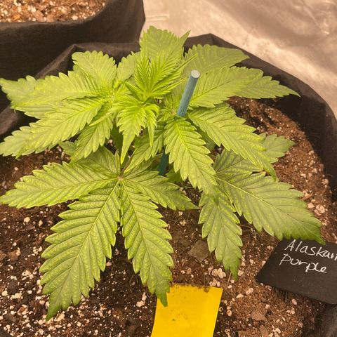 Alaskan Purple Auto growlog timeline photo