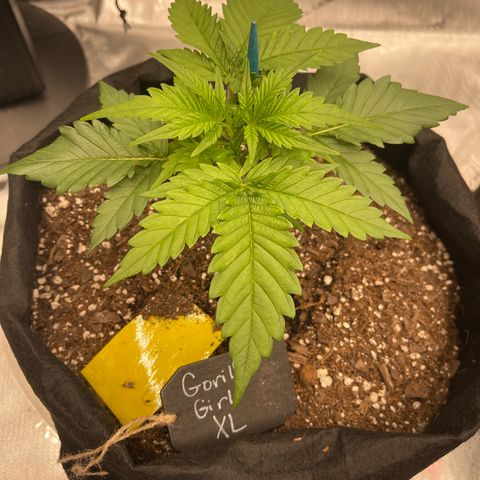 Gorilla Girl XL Auto growlog timeline photo