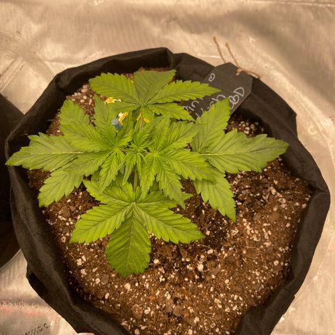 Pink Kush 2 growlog timeline photo