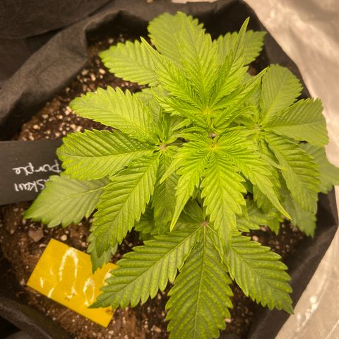 Alaskan Purple Auto growlog timeline photo