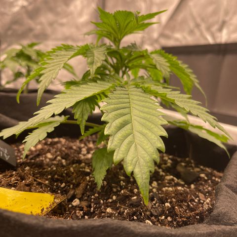 Alaskan Purple Auto growlog timeline photo