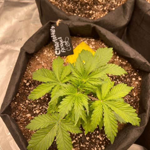 Charlottes Angel CBD Auto growlog timeline photo