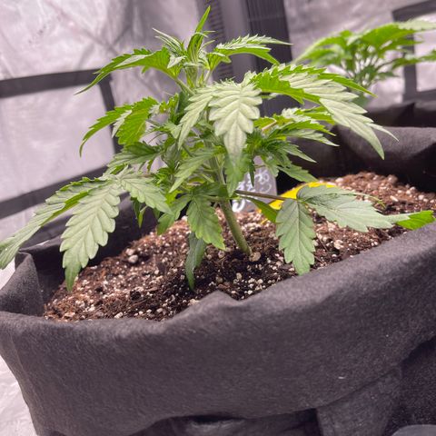 Charlottes Angel CBD Auto growlog timeline photo