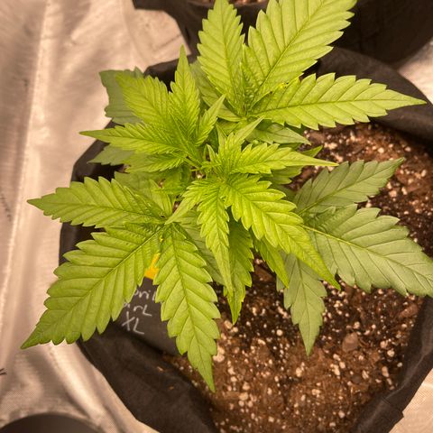 Gorilla Girl XL Auto growlog timeline photo
