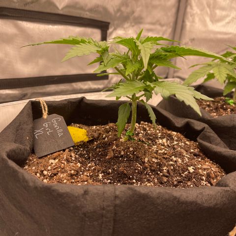 Gorilla Girl XL Auto growlog timeline photo