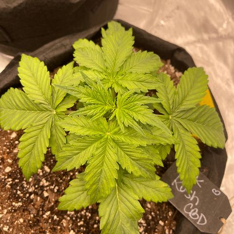 Pink Kush 2 growlog timeline photo