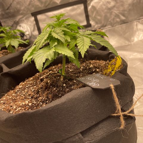 Pink Kush 2 growlog timeline photo