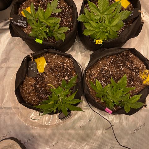 Pink Kush 2 growlog photo: LST 1