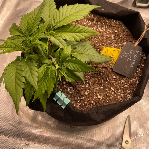 Gorilla Girl XL Auto growlog timeline photo
