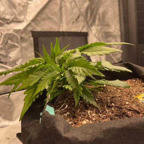 Gorilla Girl XL Auto growlog timeline photo