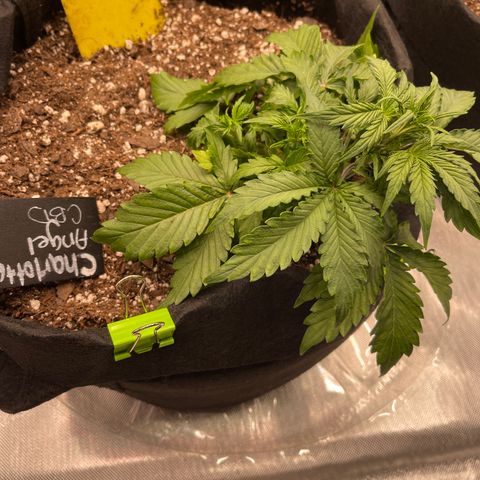 Charlottes Angel CBD Auto growlog timeline photo
