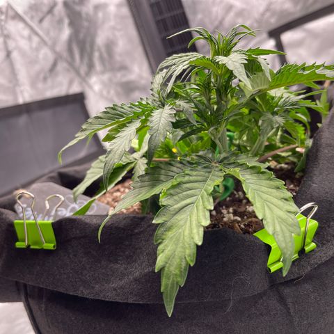 Charlottes Angel CBD Auto growlog timeline photo