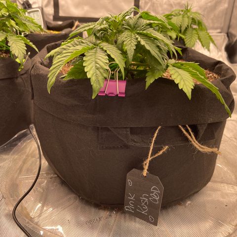 Pink Kush 2 growlog timeline photo