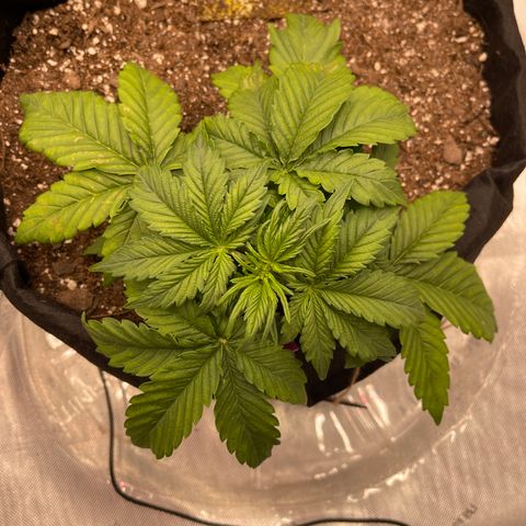 Pink Kush 2 growlog timeline photo
