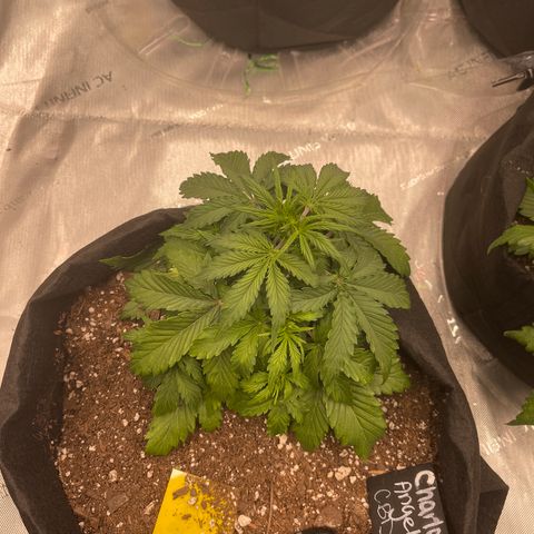 Charlottes Angel CBD Auto growlog timeline photo