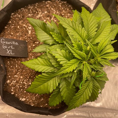Gorilla Girl XL Auto growlog timeline photo