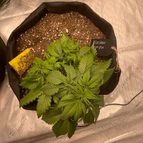 Alaskan Purple Auto growlog timeline photo