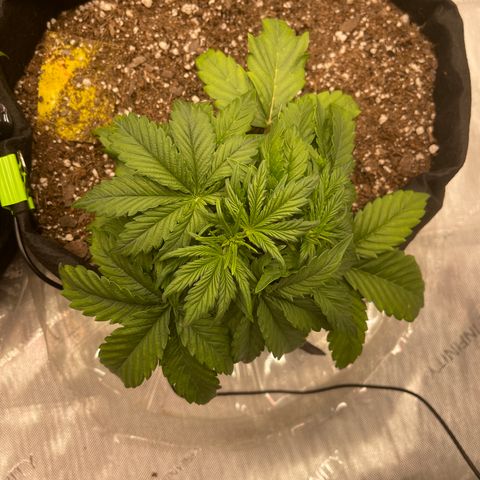 Pink Kush 2 growlog timeline photo