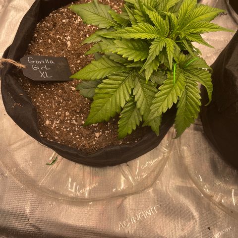 Gorilla Girl XL Auto growlog timeline photo