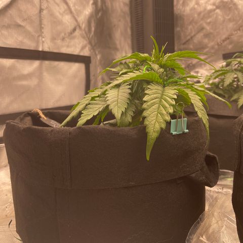Gorilla Girl XL Auto growlog timeline photo