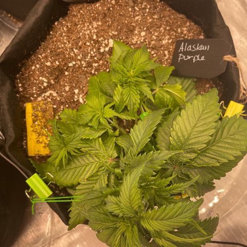 Alaskan Purple Auto growlog timeline photo