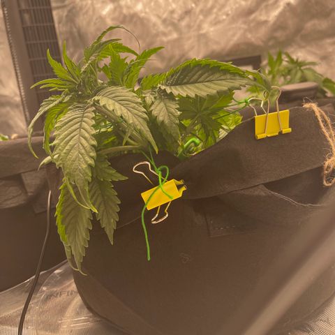 Alaskan Purple Auto growlog timeline photo