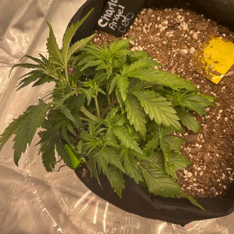 Charlottes Angel CBD Auto growlog timeline photo