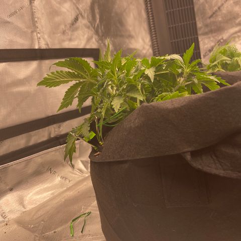 Charlottes Angel CBD Auto growlog timeline photo