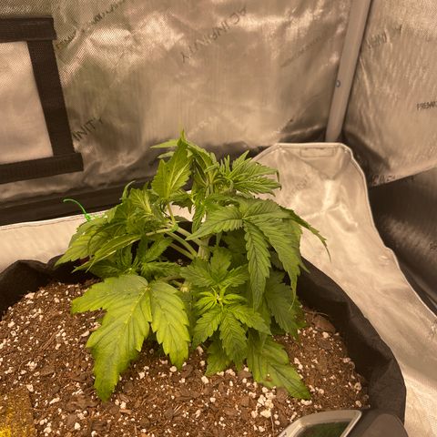 Pink Kush 2 growlog timeline photo