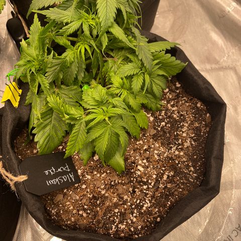 Alaskan Purple Auto growlog timeline photo