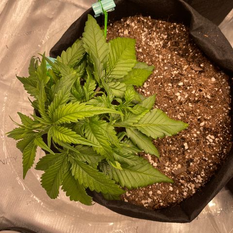 Gorilla Girl XL Auto growlog timeline photo