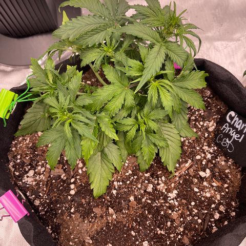 Charlottes Angel CBD Auto growlog timeline photo