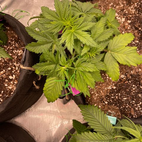Pink Kush 2 growlog timeline photo