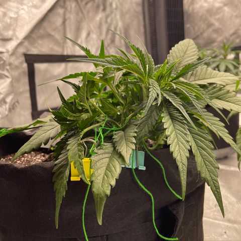 Gorilla Girl XL Auto growlog timeline photo