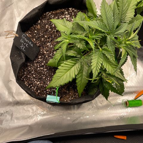 Gorilla Girl XL Auto growlog timeline photo