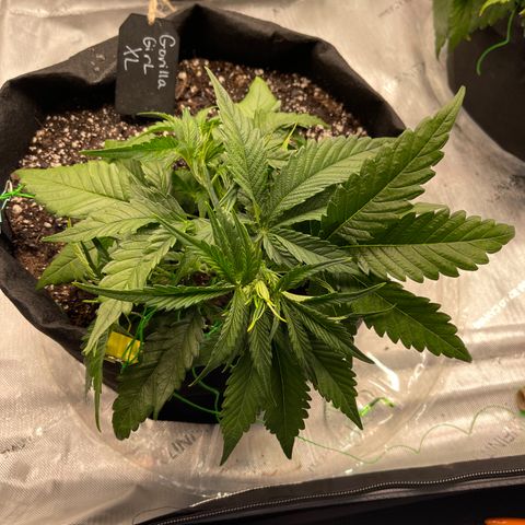 Gorilla Girl XL Auto growlog timeline photo