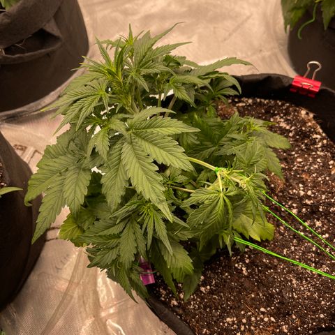 Pink Kush 2 growlog timeline photo