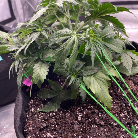 Pink Kush 2 growlog timeline photo