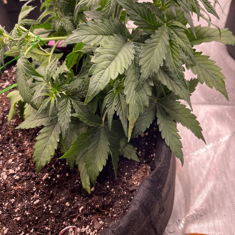 Pink Kush 2 growlog timeline photo