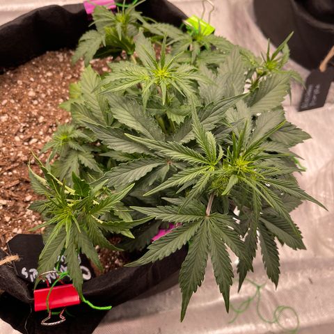 Charlottes Angel CBD Auto growlog timeline photo