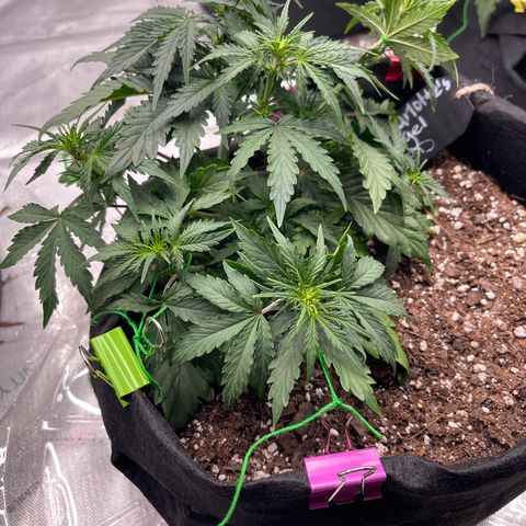 Charlottes Angel CBD Auto growlog timeline photo