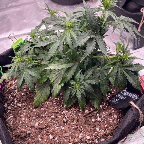 Charlottes Angel CBD Auto growlog timeline photo